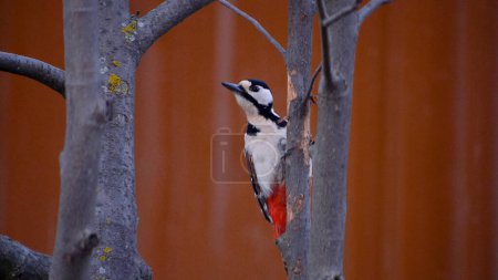 woodpecker sees the photographer and poses for a portrait clinging to a branch