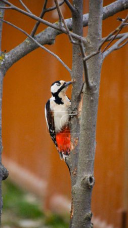 pájaro carpintero con su pico atascado en un tronco levantando la corteza y los ojos cerrados