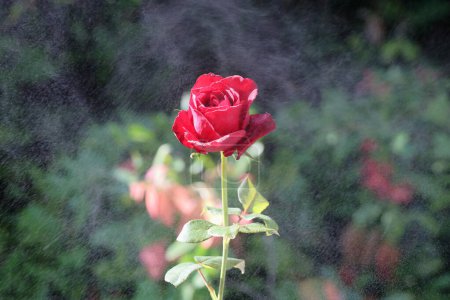 Rosa stieg mit Tropfen. Detailaufnahme einer schönen roten Rose, die sich langsam bewegt. Wassertropfen auf die Blütenblätter. Das Sprühen von Wasser auf einer schönen roten Rose isoliert über dem Hintergrund der Natur. Wassertropfen auf den Blütenblättern.