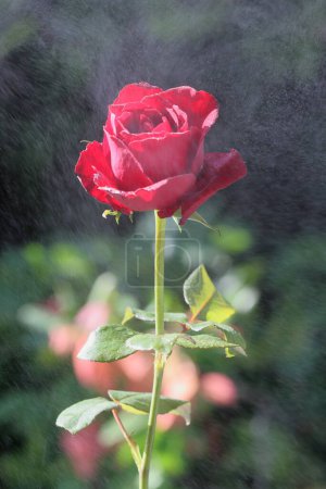 Pink rose with drops. Detail shot of a nice red rose flower slowly moving. Drops of water on the petals. Spraying water on a beautiful red rose isolated over nature background. Drops of water on the petals.