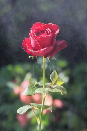 Rose rose avec des gouttes. Détail d'une jolie fleur de rose rouge qui se déplace lentement. Des gouttes d'eau sur les pétales. Pulvérisation d'eau sur une belle rose rouge isolée sur fond de nature. Des gouttes d'eau sur les pétales.