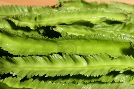 Green Vegetables. Winged bean on wooden background, Organic vegetable from local market in Southeast Asia. Healthy Green Vegetables
