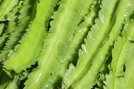 Green Vegetables. Winged bean on wooden background, Organic vegetable from local market in Southeast Asia. Healthy Green Vegetables