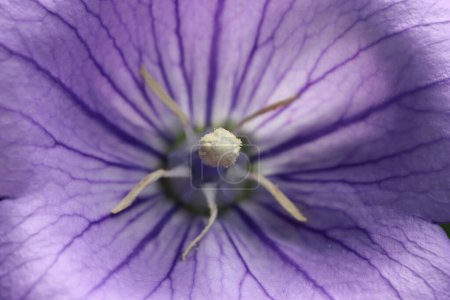 Close up of a purple balloon flower on the tree