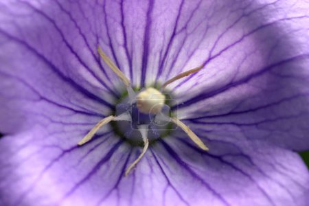 Close up of a purple balloon flower on the tree