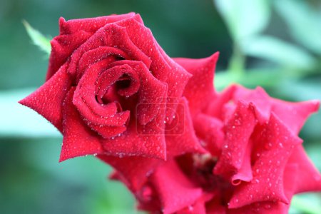 Most beautiful Rose with water drops. Pink rose closeup. A red rose flower in the mist environment. Mist falling into the rose flower