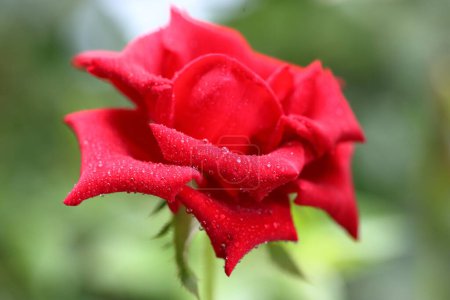 La plus belle Rose avec des gouttes d'eau. Rose rose gros plan. Une fleur de rose rouge dans le brouillard. Brume tombant dans la fleur de rose