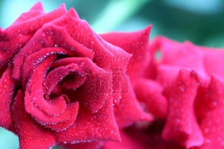 La plus belle Rose avec des gouttes d'eau. Rose rose gros plan. Une fleur de rose rouge dans le brouillard. Brume tombant dans la fleur de rose