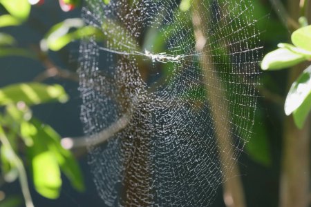 Téléchargez les photos : Toile d'araignée. Spider on a Web avec Dew Drops in the Morning. Toile d'araignée sur un fond vert naturel flou. gros plan de la toile d'araignée avec des gouttes de rosée dessus. Photo en gros plan de la toile d'araignée avec fond vert. - en image libre de droit