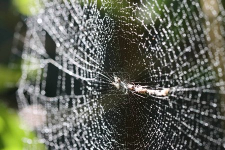 Spinnennetz. Spinne auf einem Netz mit Tautropfen am Morgen. Spinnennetz auf einem unscharfen naturgrünen Hintergrund. Nahaufnahme eines Spinnennetzes mit Tautropfen darauf. Nahaufnahme von Spinnennetz mit grünem Hintergrund. 