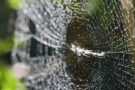 Spinnennetz. Spinne auf einem Netz mit Tautropfen am Morgen. Spinnennetz auf einem unscharfen naturgrünen Hintergrund. Nahaufnahme eines Spinnennetzes mit Tautropfen darauf. Nahaufnahme von Spinnennetz mit grünem Hintergrund. 