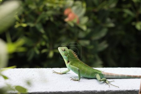 Close-up of a head green iguana, iguana lizard on branch
