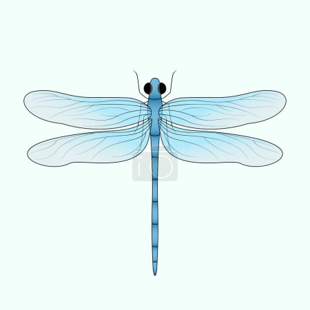 Niedliche blaue Libellenkunst mit durchscheinenden Flügeln. Flache Vektorabbildung. Niedliches Insekt, Frühlings- oder Sommernatur.