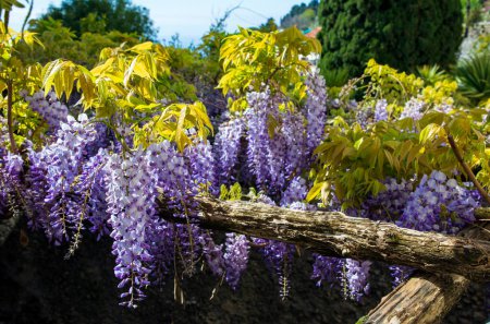 Photo for Wisteria flowers blooming in May - Royalty Free Image