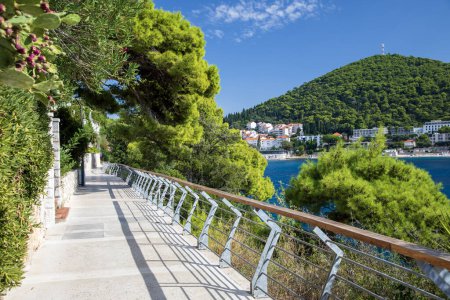 Téléchargez les photos : Promenade le long de la mer dans le quartier de Lapad à Dubrovnik - en image libre de droit