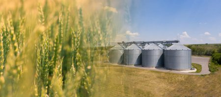 Collage de campo y silos agrícolas, elevador de grano para almacenamiento y secado de cereales