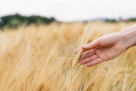 Una campesina toca las espigas de trigo en un campo agrícola. Foto de alta calidad