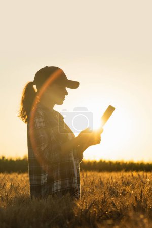 Farmer examines the field of cereals and sends data to the cloud from the tablet. Smart farming and digital agriculture. 