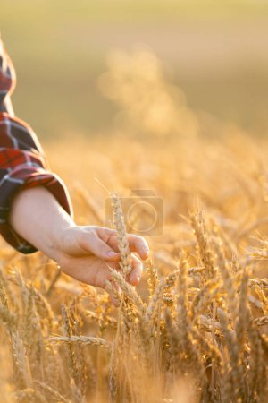 Woman farmer touches the ears of wheat on an agricultural field