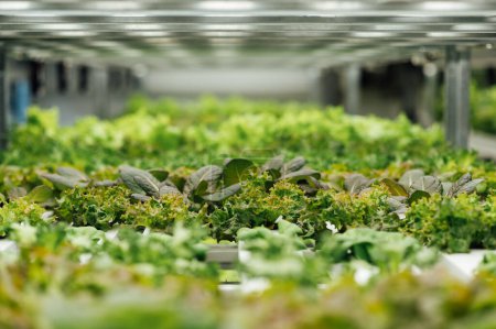 Hydroponik-System, das Gemüse anbaut, Salat in einem Garten in der Ukraine, Salat, der in einem PVC-Rohr wächst.