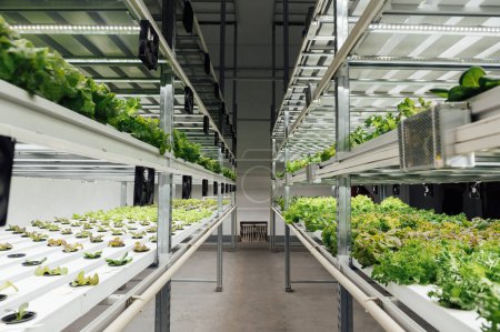 Hydroponik-System, das Gemüse anbaut, Salat in einem Garten in der Ukraine, Salat, der in einem PVC-Rohr wächst.