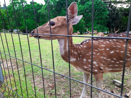 un pequeño ciervo que se acerca a la valla porque será alimentado por los visitantes en el área de conservación de animales