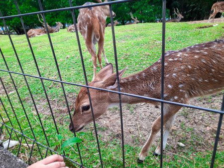 Un pequeño ciervo se encuentra cerca de una cerca mientras es alimentado por los visitantes en un área de conservación de animales