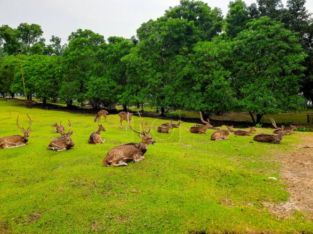 las actividades de los ciervos y sus rebaños en un área de conservación de ciervos en un patio lleno de hierba