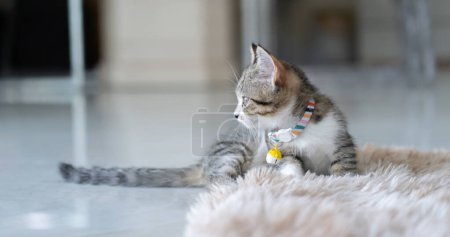 Téléchargez les photos : Chat Munchkin chaton couché devant et regarder de côté. C'est un très beau bébé animal à l'intérieur. 6 semaines, concept de bébé chat. - en image libre de droit
