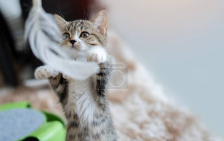Foto de Lindo bebé tabby doméstico taquigrafía gatito jugando pluma juguete en suave alfombra en casa. Concepto de juego de gatito. - Imagen libre de derechos
