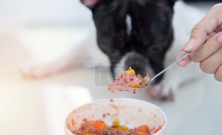 Photo for Selective focus at owner woman hand feeding her dog by natural raw minced meat food from its bowl. - Royalty Free Image