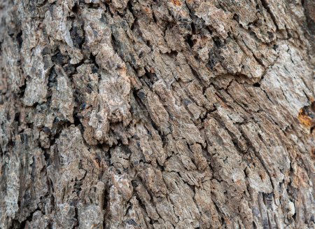 Braune Baumrinde Makro Nahaufnahme Textur Hintergrund. Old Wood Tree Texture Hintergrundmuster. Hintergrundkonzept.