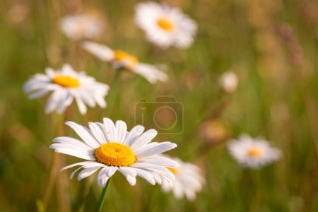 Beautiful white chamomile flowers on the meadow under bright sunlight. Herbal, summer concept.