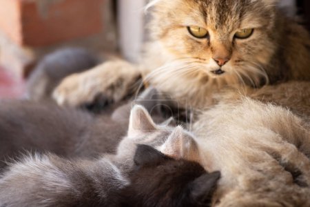 Téléchargez les photos : Mère chat allaitant ses chatons. Famille chat ensemble - en image libre de droit