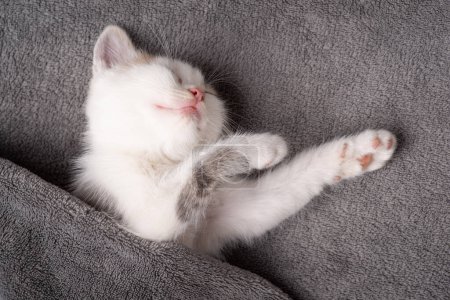 Foto de Hermoso gatito blanco durmiendo de una manera divertida envuelto en manta gris - Imagen libre de derechos