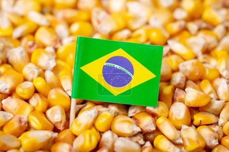 Foto de Bandera de Brasil en grano de maíz. Cultivo de maíz en Brasil concepto - Imagen libre de derechos