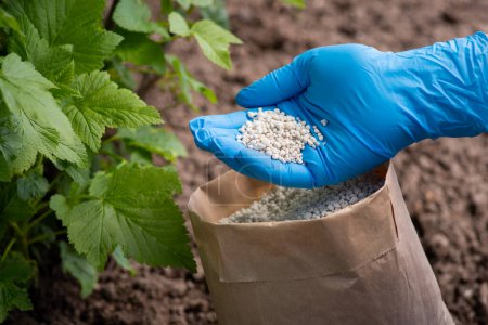Foto de Arbustos fertilizantes de grosella con fertilizante granulado. La mano en el guante tiene un poco de fertilizante - Imagen libre de derechos