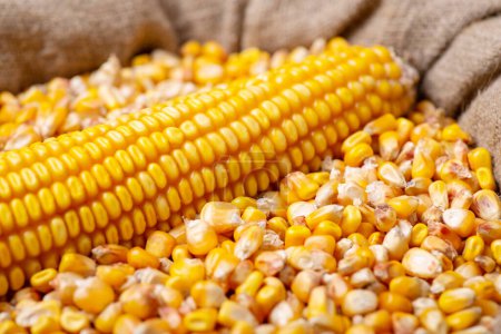 Foto de Saco de grano de maíz después de la cosecha - Imagen libre de derechos