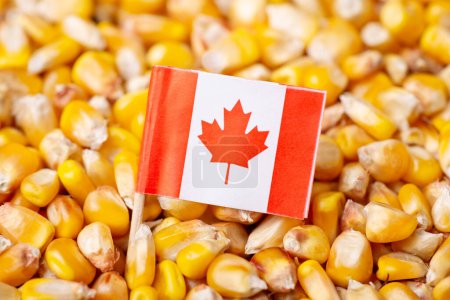 Foto de Flag of Canada on corn grain. Growing corn in Canada concept - Imagen libre de derechos
