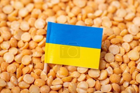 Foto de Ukrainian flag on yellow pea. Concept of harvest of pea in Ukraine - Imagen libre de derechos