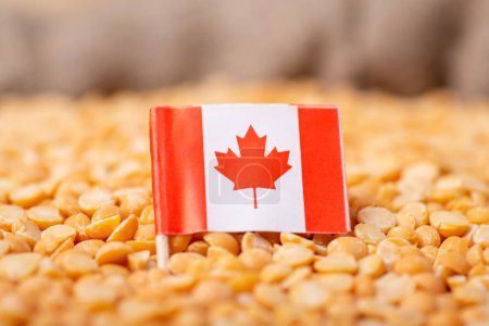 Foto de Flag of Canada on yellow pea. Growing pea in Canada - Imagen libre de derechos