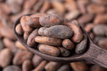 Foto de Cacao beans in dark wooden spoon. Harvested cocoa, close up shot in spoon - Imagen libre de derechos