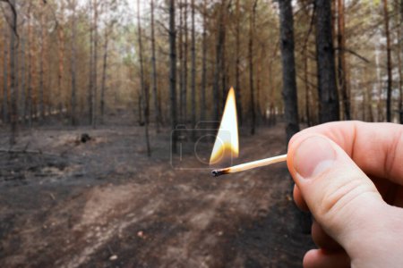 Foto de Fósforo ardiente en la mano en el fondo del bosque de pinos quemados. Incendio en el bosque causado por la quema de la izquierda partido - Imagen libre de derechos