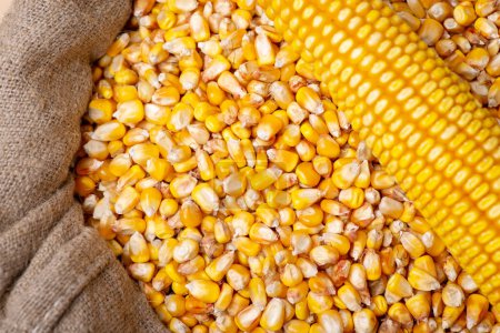 Téléchargez les photos : Tête de maïs et grain en sac. Maïs cultivé, grains de maïs frais récoltés en sac - en image libre de droit