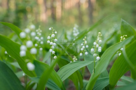 Photo for Close up of lily of the valley flowers in bloom in spring pine forest. Calm evening in forest, blooming lily of the valley in full bloom - Royalty Free Image