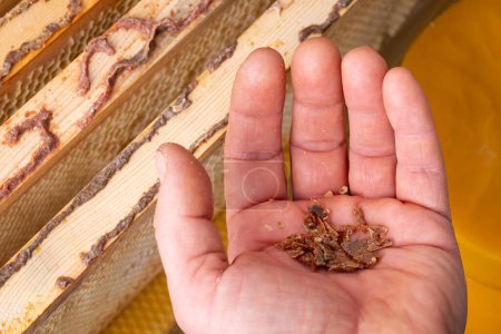 Gathering bee glue propolis of wooden frames from hive. Man holding bee glue in hand, high quality natural propolis