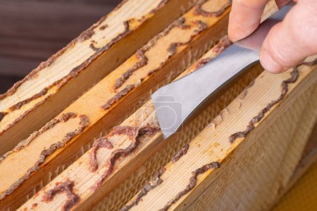 Photo for Close up of taking propolis bee glue out of honeycomb wooden frames from bee hive. Gathering natural bee produced bee glue out of hives - Royalty Free Image