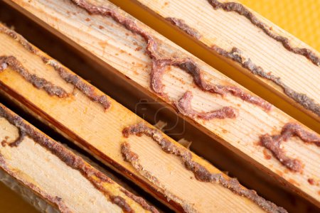 Photo for Close up of bee glue on top of wooden frames. Natural propolis on honeycomb wooden frames of hive - Royalty Free Image
