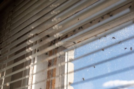 Photo for White plastic window blinds and many flies on the window, close up. Warm sunny day, flies wake up from hibernation, feeling the spring - Royalty Free Image