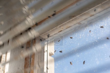 Photo for Close up of numerous flies sitting on the window, blurred white plastic blinds on the foreground. Insects wake up from hibernation on a warm sunny spring day - Royalty Free Image